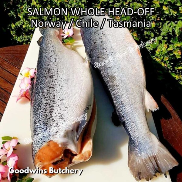 SALMON WHOLE UTUH imported Norway Tasmania Chile frozen 5-6kg - Image 36