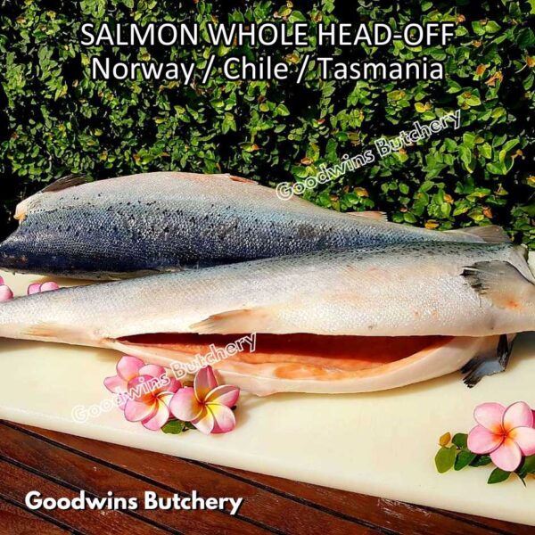 SALMON WHOLE UTUH imported Norway Tasmania Chile frozen 5-6kg - Image 34