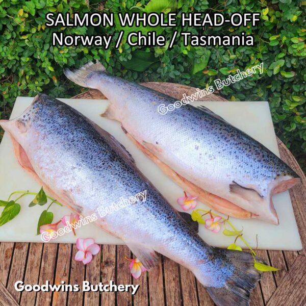 SALMON WHOLE UTUH imported Norway Tasmania Chile frozen 5-6kg - Image 33