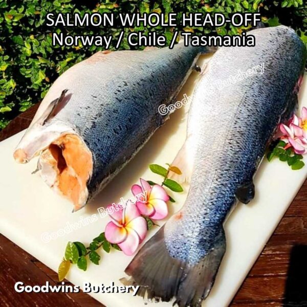 SALMON WHOLE UTUH imported Norway Tasmania Chile frozen 5-6kg - Image 30