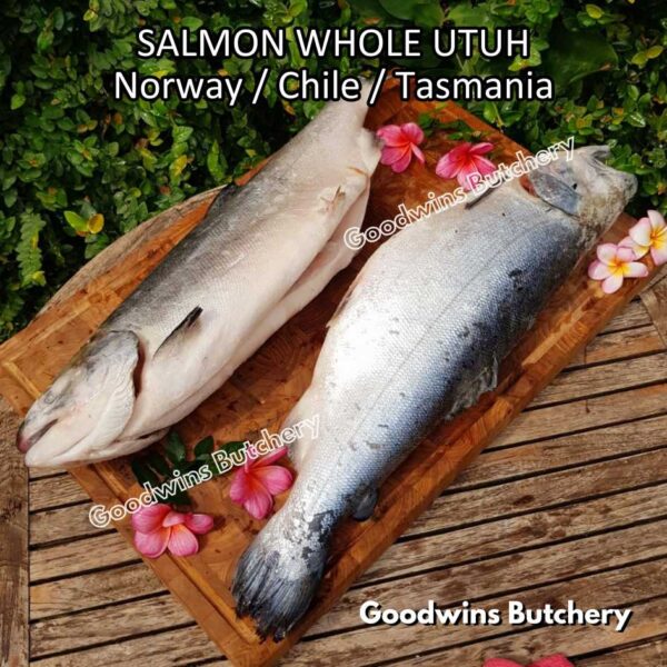 SALMON WHOLE UTUH imported Norway Tasmania Chile frozen 5-6kg - Image 45