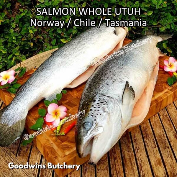 SALMON WHOLE UTUH imported Norway Tasmania Chile frozen 5-6kg - Image 44