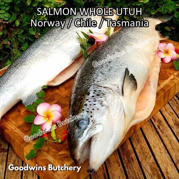 SALMON WHOLE UTUH imported Norway Tasmania Chile frozen 5-6kg - Image 42
