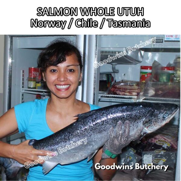 SALMON WHOLE UTUH imported Norway Tasmania Chile frozen 5-6kg
