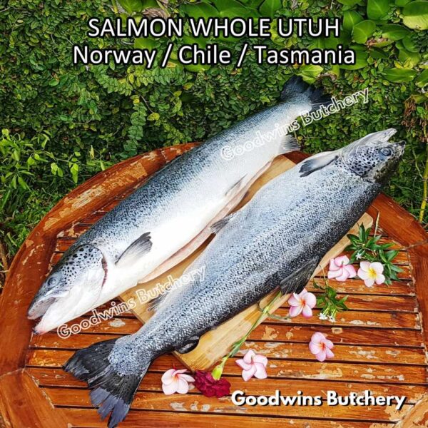SALMON WHOLE UTUH imported Norway Tasmania Chile frozen 5-6kg - Image 40
