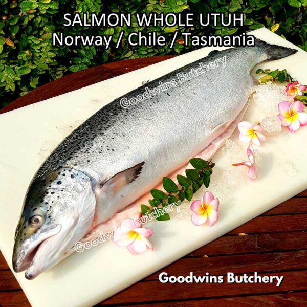 SALMON WHOLE UTUH imported Norway Tasmania Chile frozen 5-6kg - Image 39