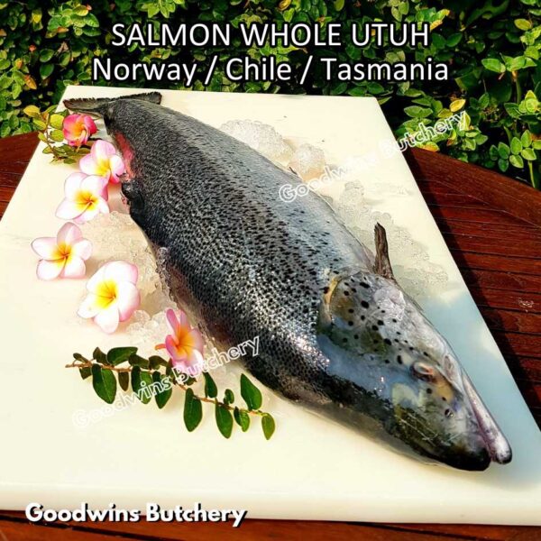 SALMON WHOLE UTUH imported Norway Tasmania Chile frozen 5-6kg - Image 38