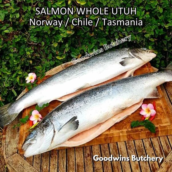 SALMON WHOLE UTUH imported Norway Tasmania Chile frozen 5-6kg - Image 37